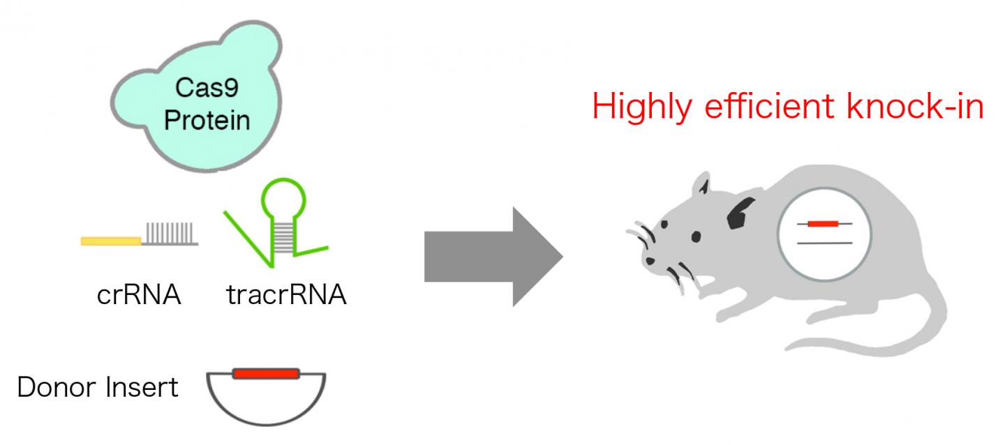 Highly Efficient CRISPR KnockIn In Mouse Science 2.0